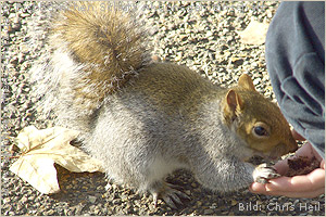 Eichhoernchen Schutz e.V. - Grauhörnchen 2